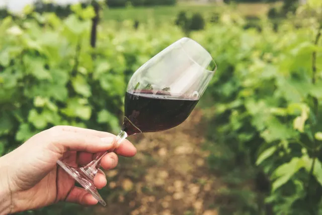 VinoSupremo Vinsmagninger 2024-2025 billet nyheder